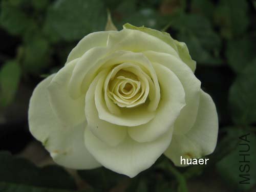 IMG_5880 ����.jpg