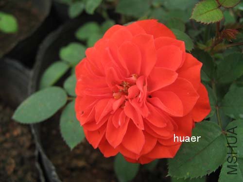 IMG_5882 ����.jpg