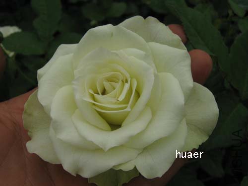 IMG_5881 ����.jpg