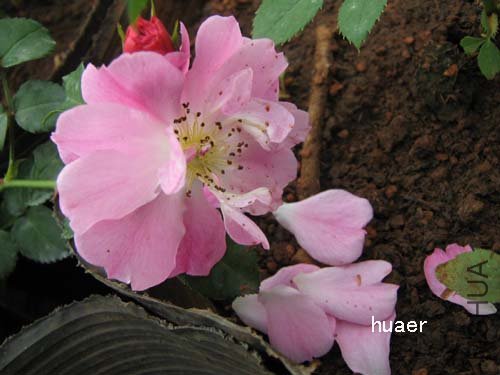 IMG_5894 ����.jpg