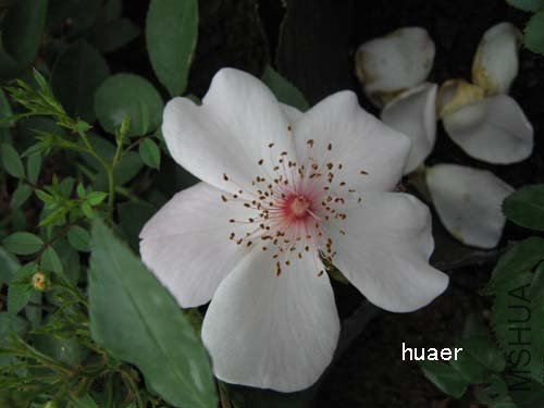 IMG_5886 ����.jpg