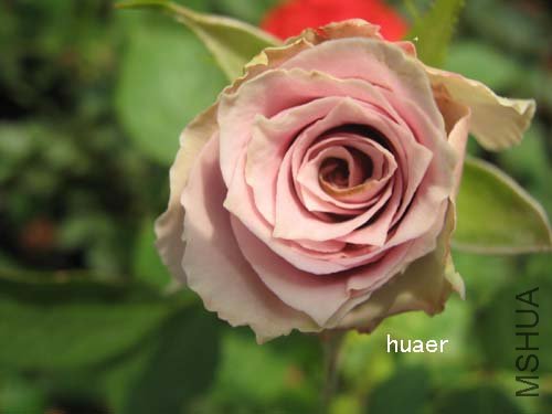 IMG_5904 ����.jpg