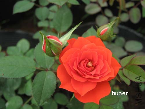 IMG_5892 ����.jpg