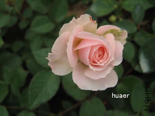 IMG_5895 ����.jpg