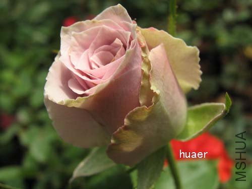 IMG_5903 ����.jpg