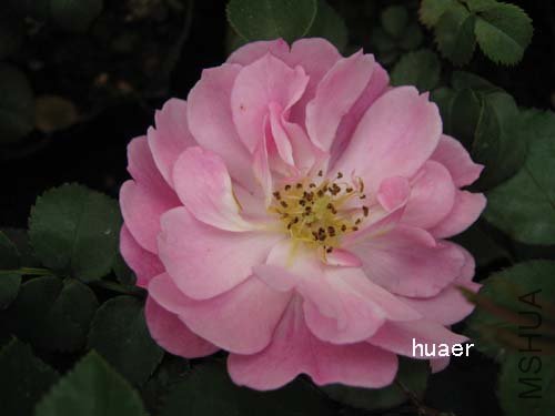 IMG_5896 ����.jpg