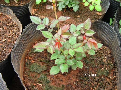 IMG_5884 ����.jpg