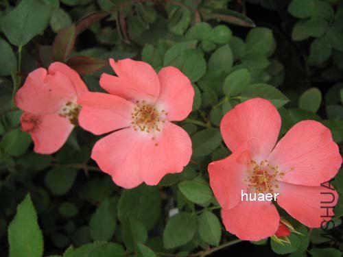 IMG_5899 ����.jpg