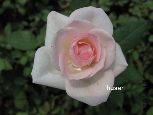 IMG_5922 ����.jpg