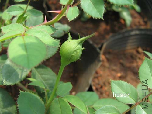 IMG_5918 ����.jpg