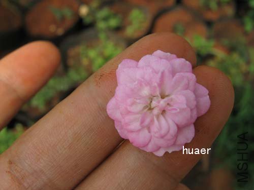 IMG_5907 ����.jpg