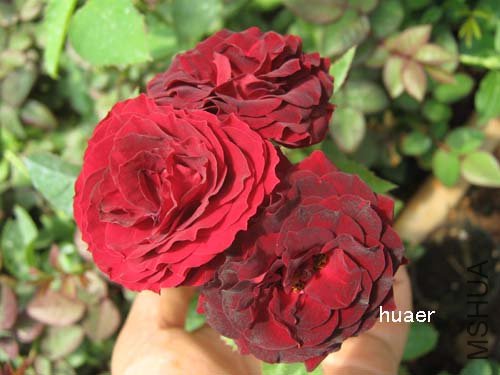 IMG_5926 ����.jpg