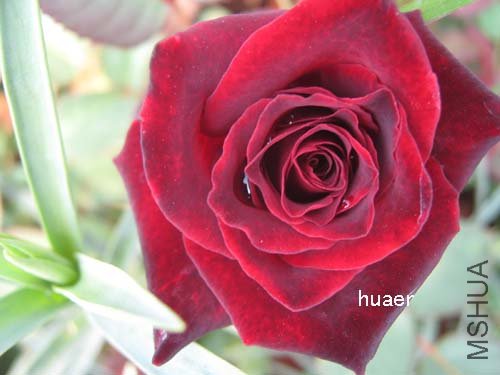 IMG_5923 ����.jpg