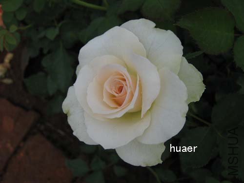 IMG_5930 ����.jpg