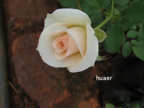 IMG_5929 ����.jpg