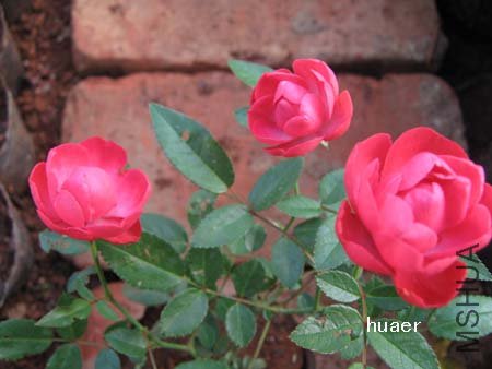 ���� IMG_5796 ����.jpg