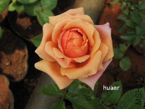 IMG_5937 ����.jpg