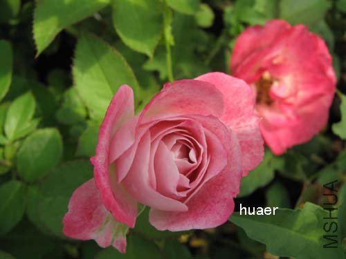 IMG_5946 ����.jpg