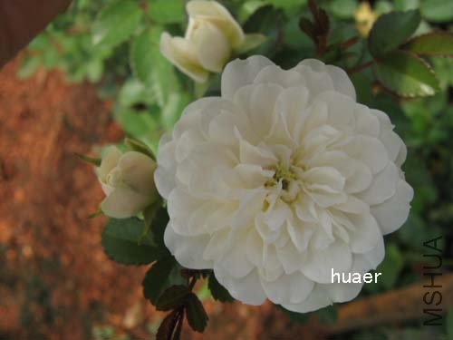 IMG_5933 ����.jpg