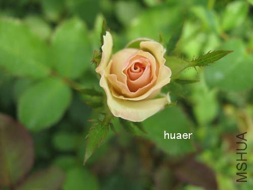 IMG_5931 ����.jpg