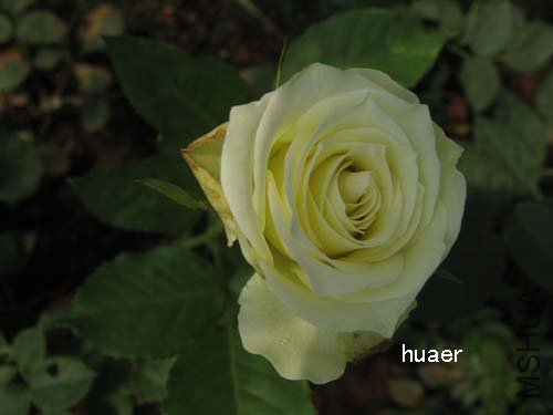 IMG_5935 ����.jpg