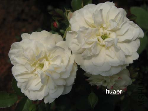 IMG_5932 ����.jpg