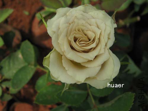 IMG_5934 ����.jpg