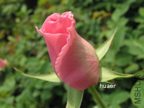 IMG_5936 ����.jpg