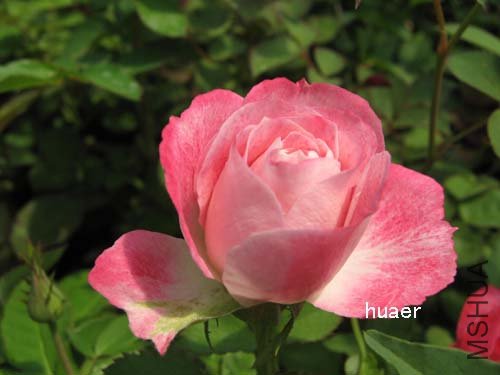 IMG_5944 ����.jpg