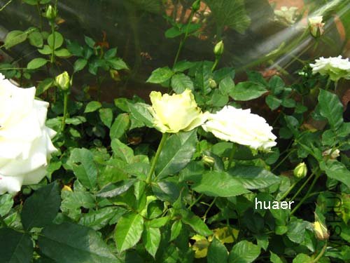 IMG_5950 ����.jpg