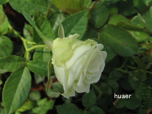 IMG_5952 ����.jpg