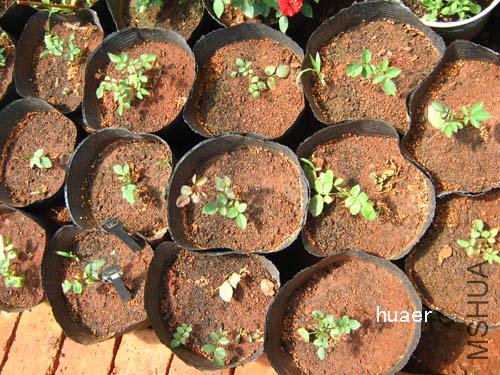 IMG_5956 ����.jpg