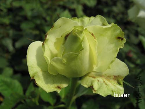 IMG_5954 ����.jpg