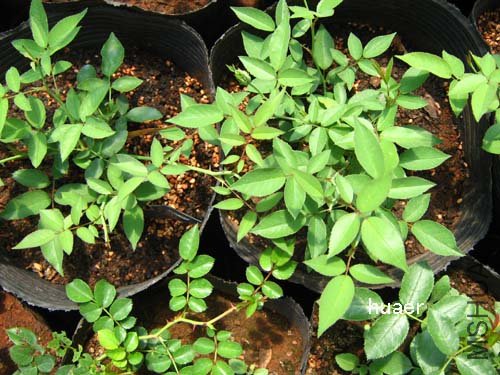 IMG_5961 ����.jpg