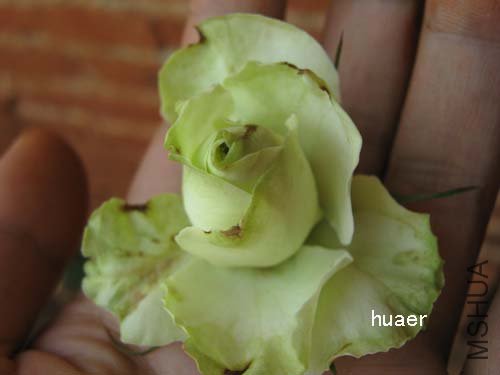 IMG_5955 ����.jpg