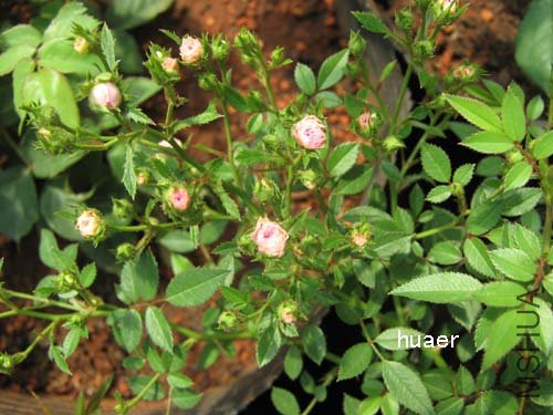 IMG_5962 ����.jpg