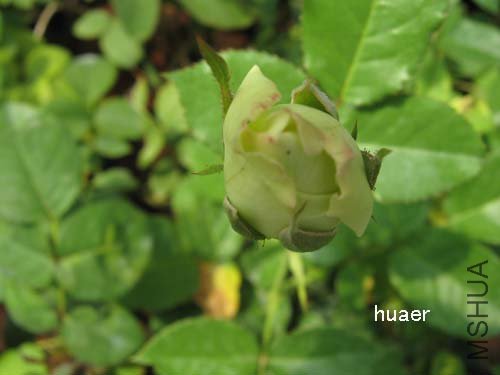 IMG_5953 ����.jpg