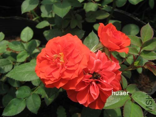 IMG_5963 ����.jpg