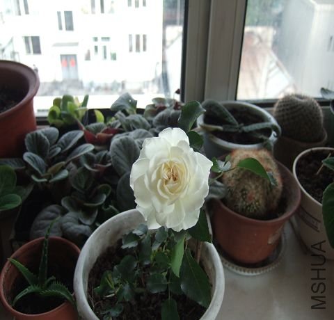 DSCF3106.JPG