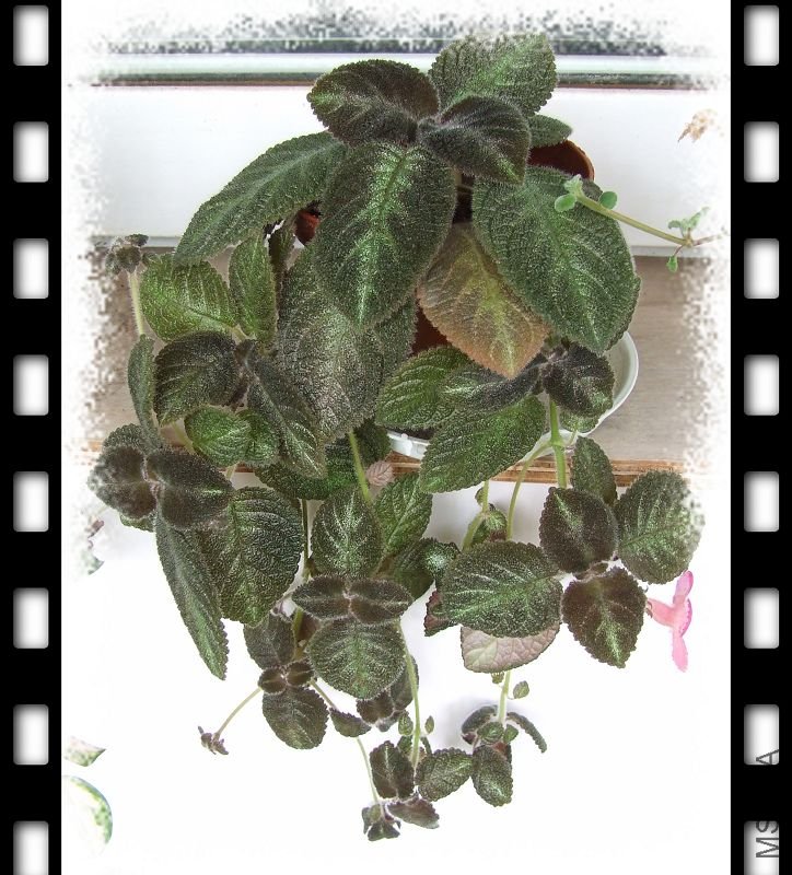 �����ĵ�PP��