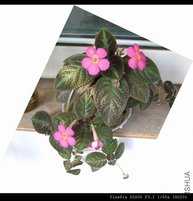 �����ıȽ϶��ʱ��