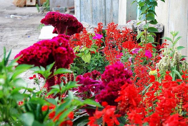 DSC_0586.JPG