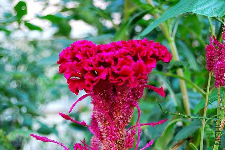 DSC_0589.JPG