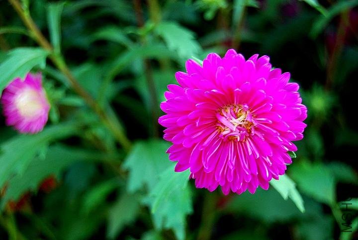 DSC_0615.JPG