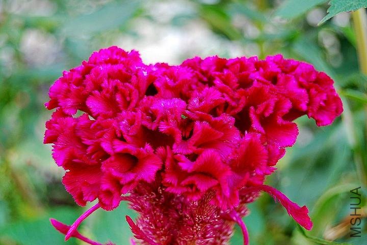 DSC_0594.JPG