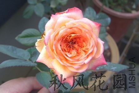 �¼�,�����ǲ��Ǻ���ŷ��~��!~10��Ǯ��������,�����ý�ɶ��Ʒ��!~