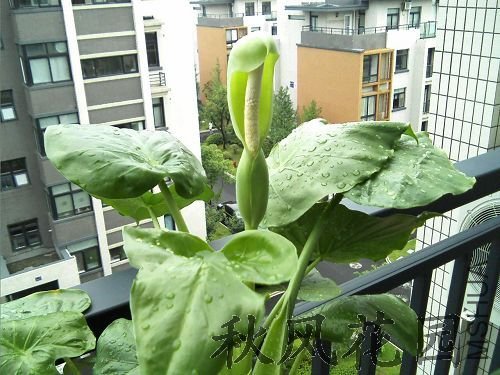 20090702174217.jpg