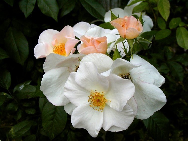 20090717_5c18b2ab18a16d68d3afZWUrjQGfukSE.jpg