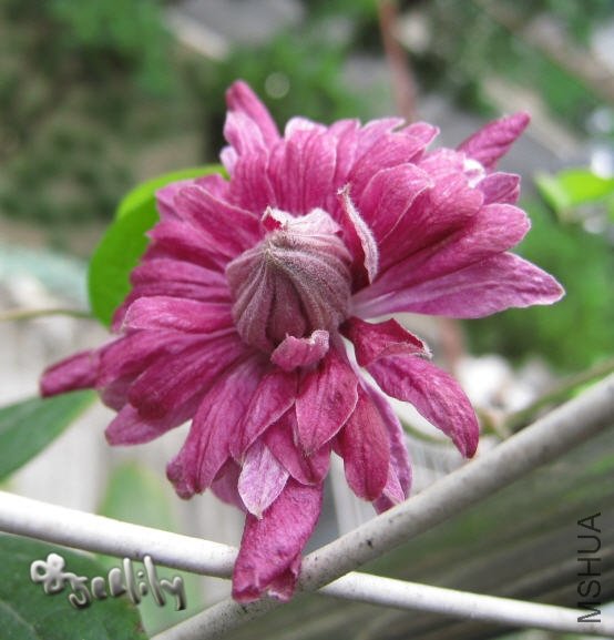 2009-09-15 ������-do.jpg