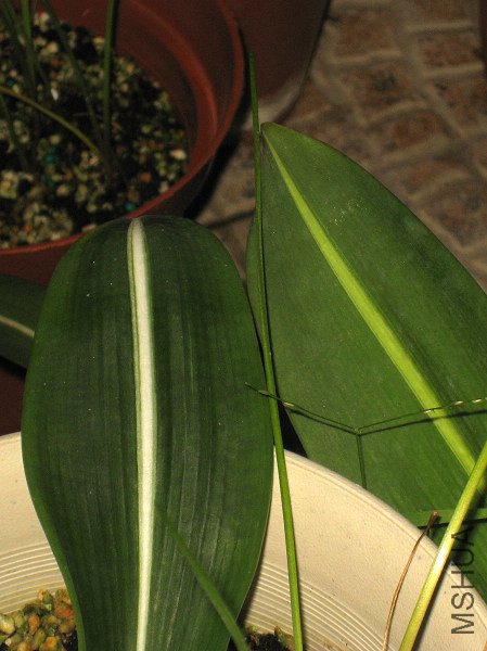 IMG_2056.JPG